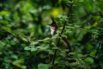 选择聚焦摄影的黑鸟栖息在绿色的树
